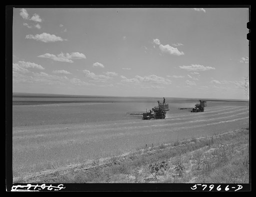 Harvesting wheat with combines on Schnitzler Corporation ranch, Froid, Montana. There are about 2800 acres on this part of the ranch and they are getting over forty bushels to the acre. It is one of the largest wheat ranches in the West