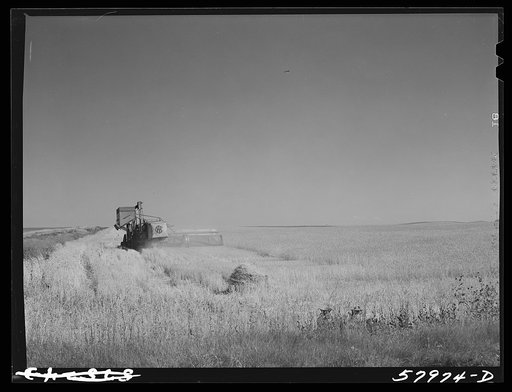 Untitled photo, possibly related to: Harvesting wheat with combines on Schnitzler Corporation ranch, Froid, Montana. There are about 2800 acres on this part of the ranch and they are getting over forty bushels to the acre. It is one of the largest wheat ranches in the West