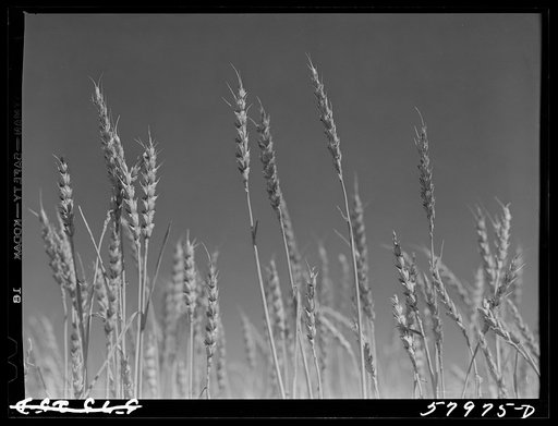 Untitled photo, possibly related to: Wheat field on the Schnitzler Corporation ranch. Froid, Montana
