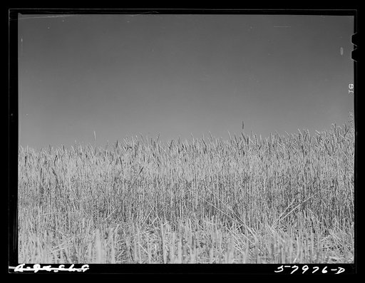 Wheat field. Froid, Montana