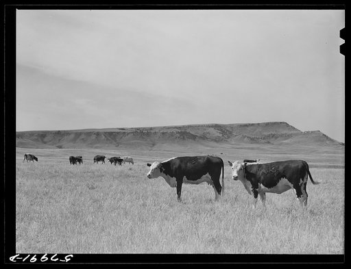Untitled photo, possibly related to: Purebred Hereford cows and cattle purchased with a FSA (Farm Security Administration) loan by a FSA borrower in Laredo, Montana