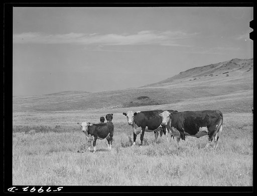 Purebred Hereford cows and cattle purchased with a FSA (Farm Security Administration) loan by a FSA borrower in Laredo, Montana