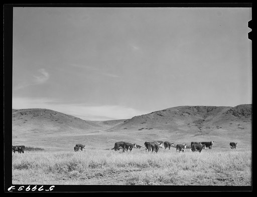Untitled photo, possibly related to: Purebred Hereford cows and cattle purchased with a FSA (Farm Security Administration) loan by a FSA borrower in Laredo, Montana
