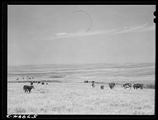 Wheat field on the Schnitzler Corporation ranch. Froid, Montana
