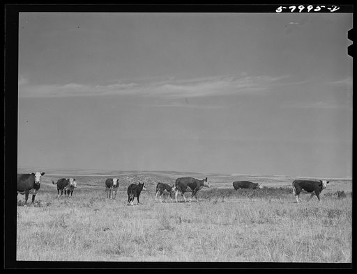 Untitled photo, possibly related to: Wheat field on the Schnitzler Corporation ranch. Froid, Montana