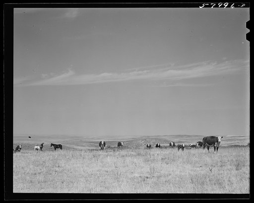 Untitled photo, possibly related to: Wheat field on the Schnitzler Corporation ranch. Froid, Montana