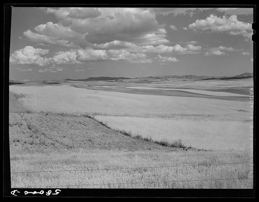 Untitled photo, possibly related to: Montana wheat fields