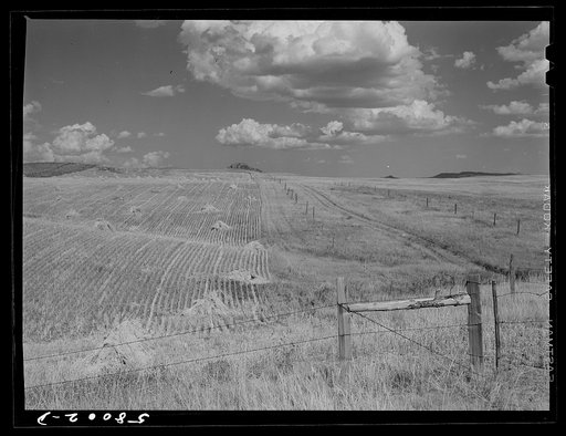 Wheat field and fence near Havre, Montana