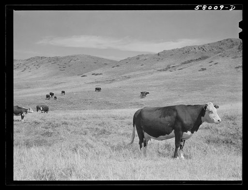 Untitled photo, possibly related to: Purebred Hereford cows and cattle purchased with a FSA (Farm Security Administration) loan by a FSA borrower in Laredo, Montana