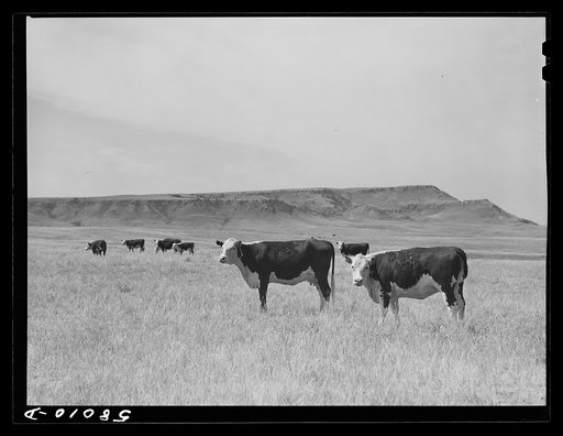 Purebred Hereford cows and cattle purchased with a FSA (Farm Security Administration) loan by a FSA borrower in Laredo, Montana