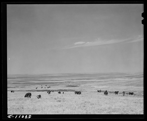 Purebred Hereford cows and cattle purchased with a FSA (Farm Security Administration) loan by a FSA borrower in Laredo, Montana