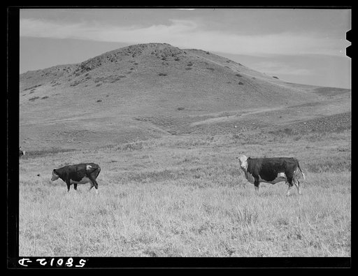 Untitled photo, possibly related to: Purebred Hereford cows and cattle purchased with a FSA (Farm Security Administration) loan by a FSA borrower in Laredo, Montana