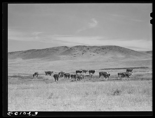 Untitled photo, possibly related to: Purebred Hereford cows and cattle purchased with a FSA (Farm Security Administration) loan by a FSA borrower in Laredo, Montana