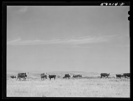 Untitled photo, possibly related to: Wheat field on the Schnitzler Corporation ranch. Froid, Montana
