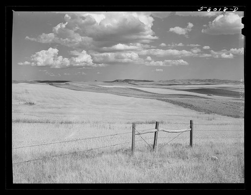 Montana wheat fields