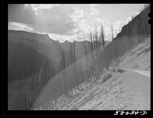 Untitled photo, possibly related to: Results of forest fires in Glacier National Park, Montana