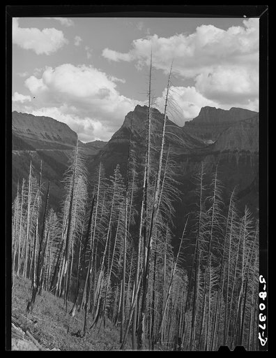 Results of forest fires in Glacier National Park, Montana