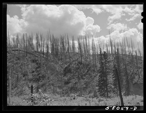 Results of forest fires in Glacier National Park, Montana