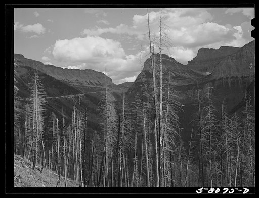 Results of forest fires in Glacier National Park, Montana