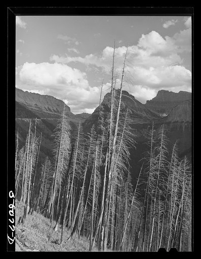 Results of forest fires in Glacier National Park, Montana