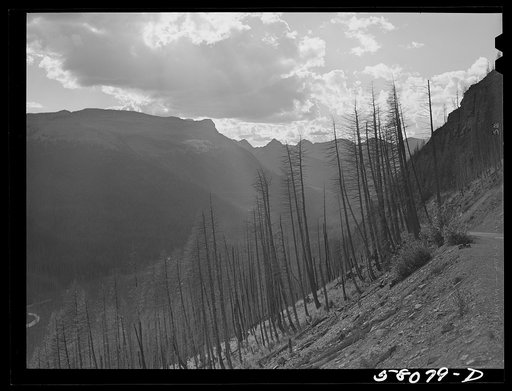 Results of forest fires in Glacier National Park, Montana