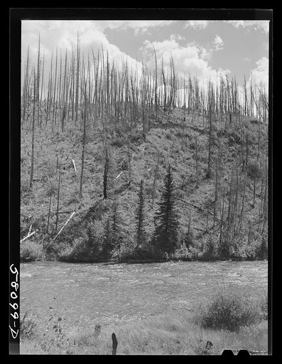 Results of forest fires in Glacier National Park, Montana