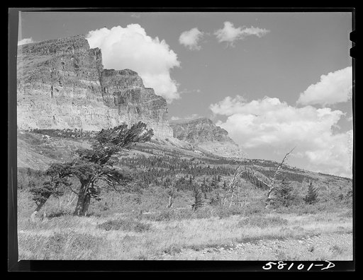 Trees and multi-colored rock ledges seen from Many Glacier highway. Glacier National Park, Montana