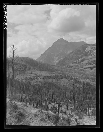 Burnt-over land. Results of forest fires in Glacier National Park, Montana