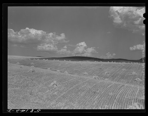 Stacks of wheat harvested with a binder near Havre, Montana