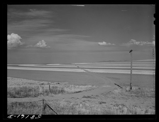 Contour ploughing and strip cropping of wheat fields just north of Great Falls, Montana