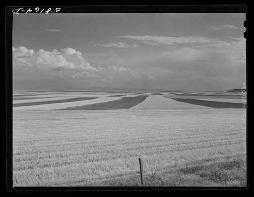 Contour ploughing and strip cropping of wheat fields just north of Great Falls, Montana