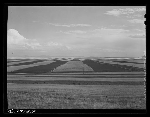 Contour ploughing and strip cropping wheat fields just north of Great Falls, Montana