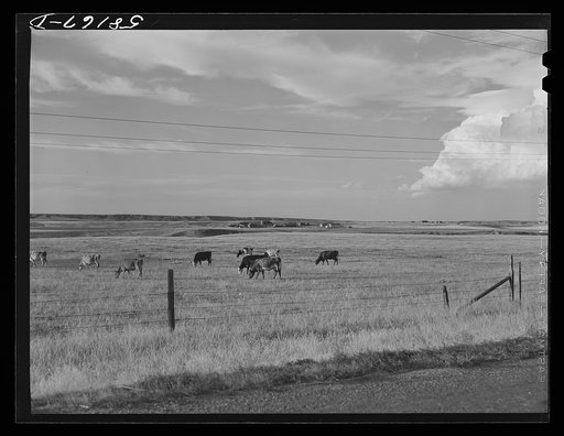 Pasture and grazing land and ranch buildings near Havre, Montana