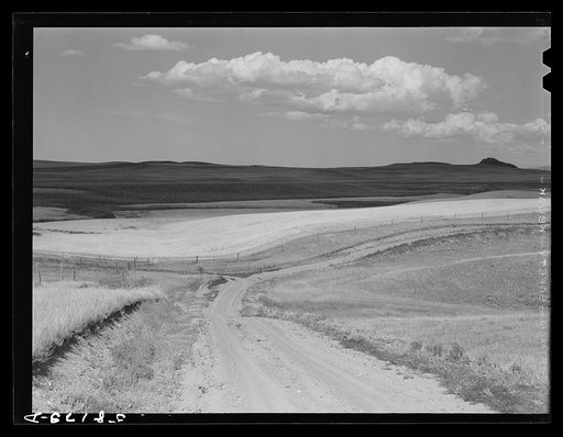 Wheat fields near Havre, Montana
