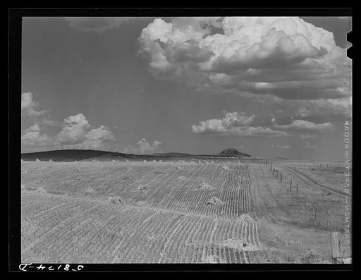 Stacks of wheat harvested with a binder near Havre, Montana