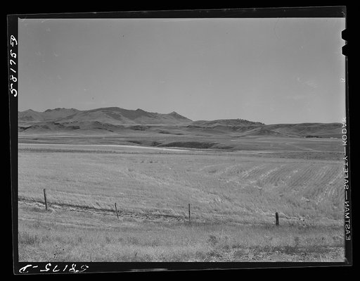 Wheat fields near Havre, Montana