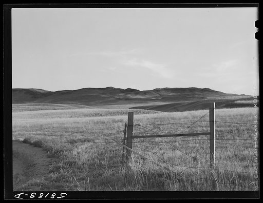 Gate and barbed wire fence around pasture and grazing land on prairie near Havre, Montana