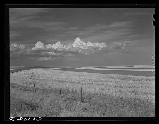 Contour ploughing and strip cropping of wheat fields just north of Great Falls, Montana