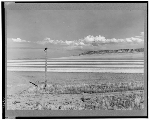 Contour ploughing and strip cropping of wheat fields just north of Great Falls, Montana