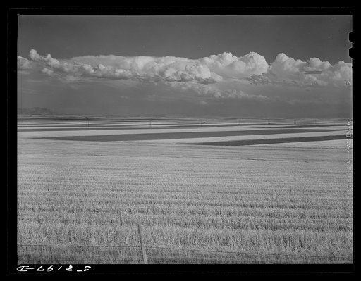 Contour ploughing and strip cropping of wheat fields just north of Great Falls, Montana