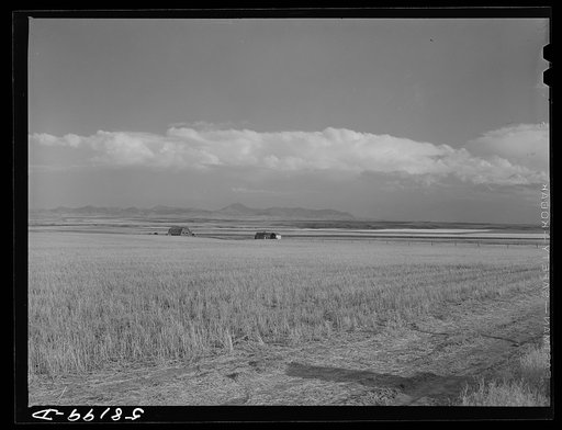 Combined wheat fields and ranch house and barn just north of Great Falls, Montana