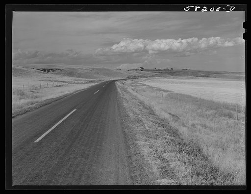 Wheat field on the Schnitzler Corporation ranch. Froid, Montana