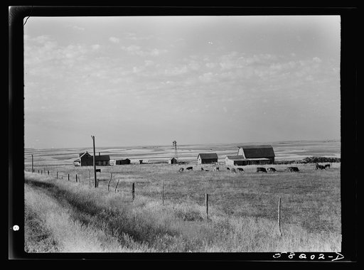 Ranch with wheat fields in background near Culbertson, Montana