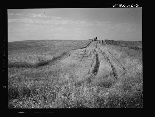 Harvesting wheat with a combine on a share's basis, getting about forty bushels to the acre. About ten miles north of Culbertson, Montana, on the road to Froid