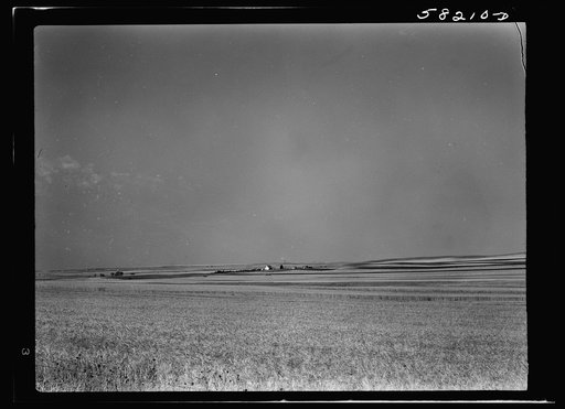 Strip cropping. Fields of wheat and barley, about seven miles north of Culbertson on road to Froid, Montana