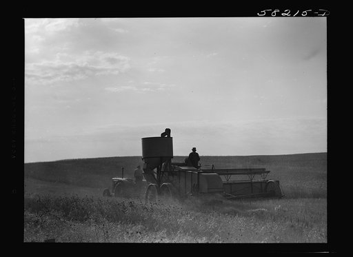 Harvesting wheat with a combine on a share's basis, getting about forty bushels to the acre. About ten miles north of Culbertson, Montana, on the road to Froid