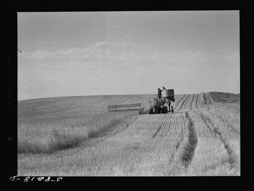 Harvesting wheat with a combine on a share's basis, getting about forty bushels to the acre. About ten miles north of Culbertson, Montana, on the road to Froid