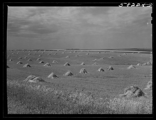 Stacks of wheat with strip cropping in background near Williston, North Dakota