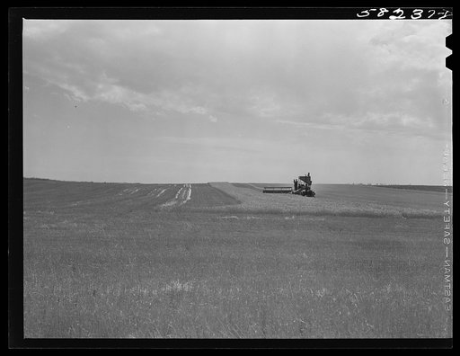 Harvesting wheat with a combine, getting about forty bushels per acre, and a bumper wheat crop. About eight miles north of Culbertson, on the road to Froid, Montana
