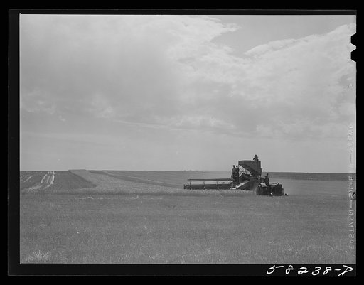 Harvesting wheat with a combine, getting about forty bushels per acre, and a bumper wheat crop. About eight miles north of Culbertson, on the road to Froid, Montana